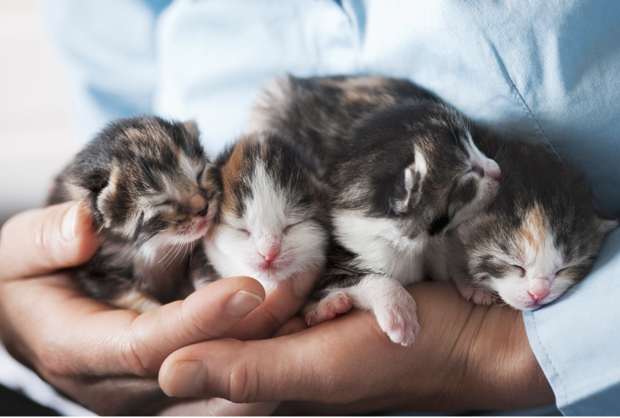 Chatons